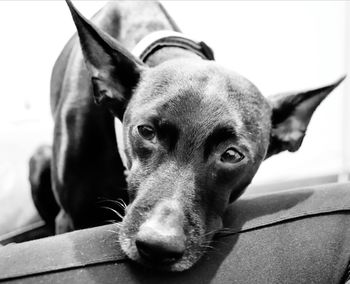 Close-up portrait of dog