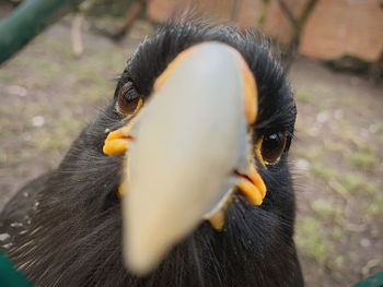Close-up of bird eating