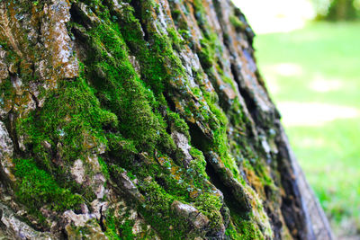 Close-up of moss growing on tree trunk