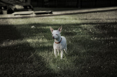 Portrait of dog running on field