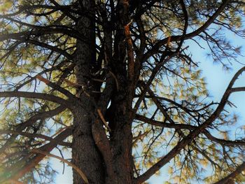 Low angle view of tree against sky