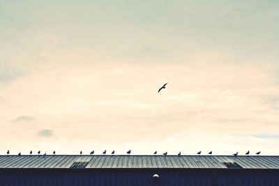 Low angle view of birds flying in sky