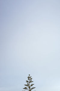 Low angle view of tree against clear sky