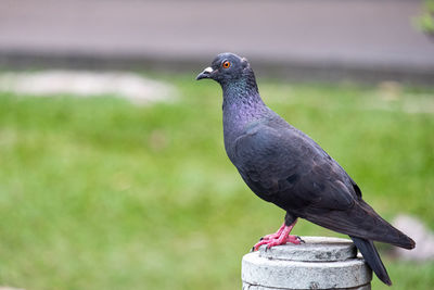 Close-up of pigeon perching