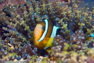 Fish swimming in sea