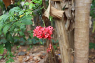 Close-up of pink flowering plant