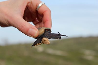 A snail carrying some pebbles.