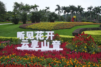 View of flowering plants in park