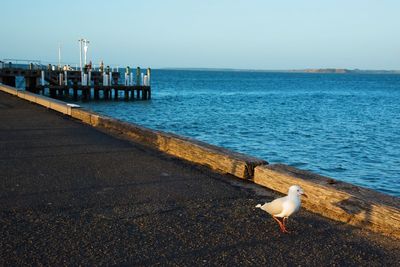Seagull on beach against clear sky