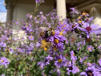 Close-up of bee pollinating on purple flower