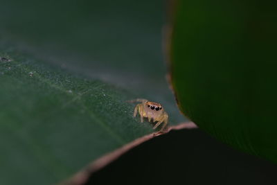 Close-up of insect on leaf