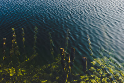 High angle view of ducks floating on water