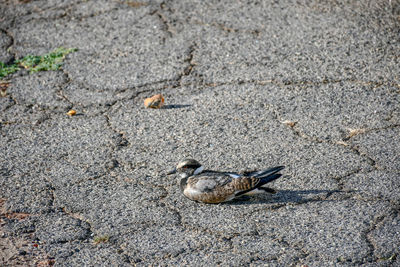 High angle view of bird perching on a field