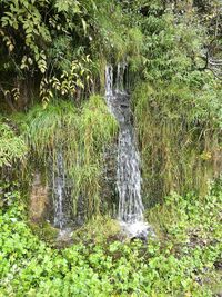 Scenic view of waterfall in forest