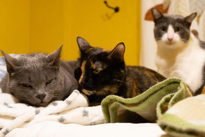 Close-up of cats on carpet at home