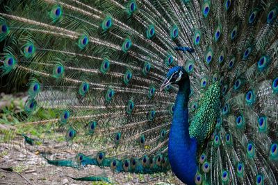 Full frame shot of peacock