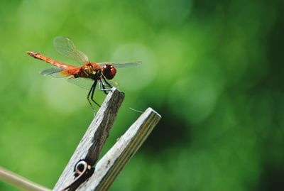 Close-up of damselfly on leaf