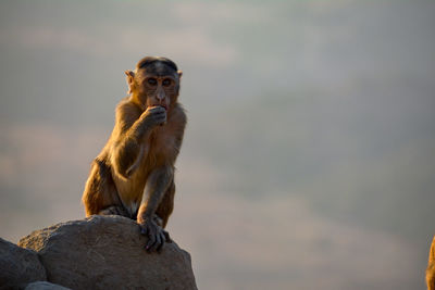 Lion sitting on rock