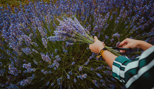 High angle view of person holding flowering plant