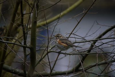 Close-up of bird perching on branch