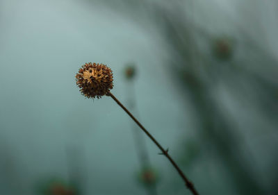 Close-up of wilted thistle