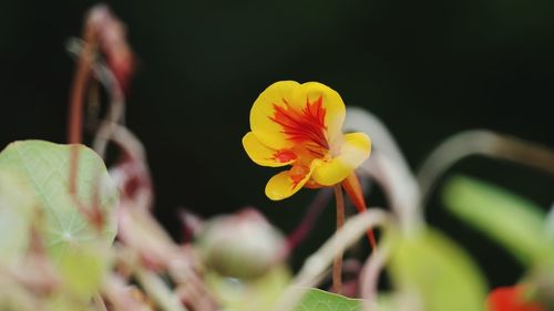 Close-up of yellow flowering plant