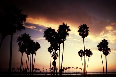 Silhouette of palm trees at sunset