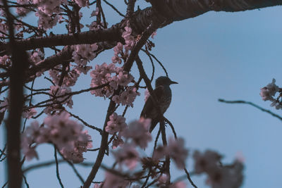 Low angle view of cherry blossoms in spring