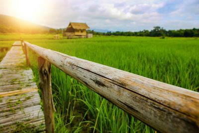 Scenic view of agricultural field against sky