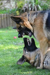 Dogs on field