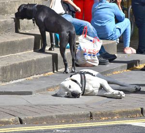 People with dog on street in city