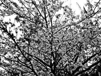 Low angle view of bare tree against sky