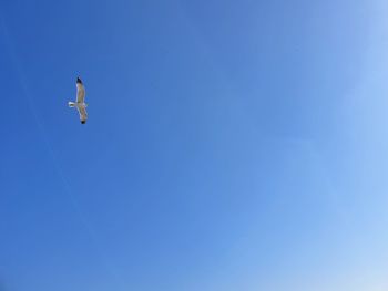 Low angle view of bird flying in sky