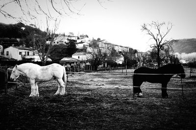 Horse in pasture