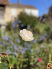 Close-up of white flowering plant