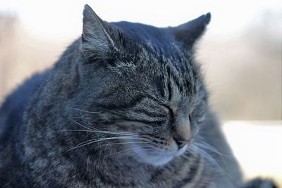 Close-up portrait of cat