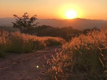 Plants growing on field against orange sky