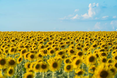 Scenic view of sunflower field against sky