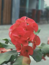 Close-up of red rose