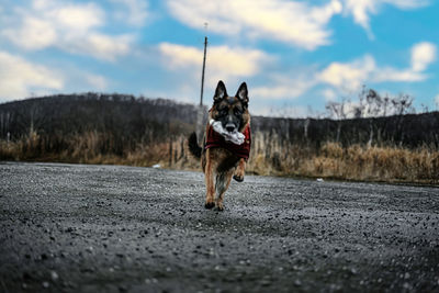 Dog standing on road