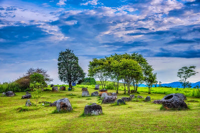 Scenic view of agricultural field against sky