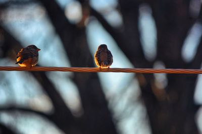 Close-up of bird perching outdoors