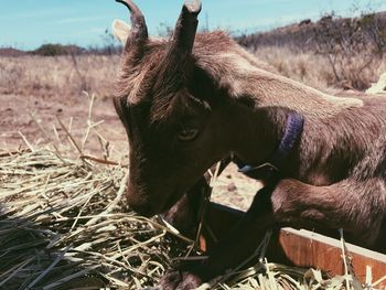 Close-up of cow on field