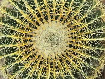 Full frame shot of succulent plant