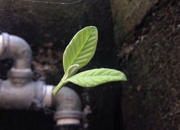 Close-up of plant growing outdoors