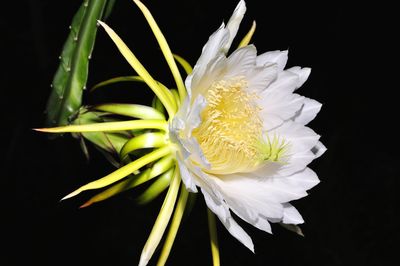 Macro shot of flower