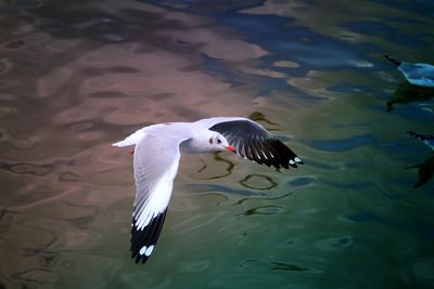 High angle view of seagull flying over sea