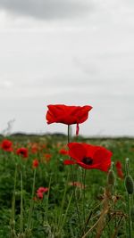 Close-up of red poppy on field against sky