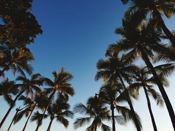 Low angle view of palm trees against clear sky