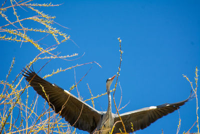 Low angle view of plants against blue sky